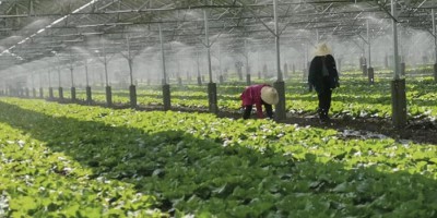 How to Select Greenhouse Temperature and Humidity Sensors