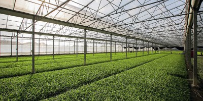 The Digital Future of Greenhouse Agriculture: Intelligent Monitoring with CO2 Sensors