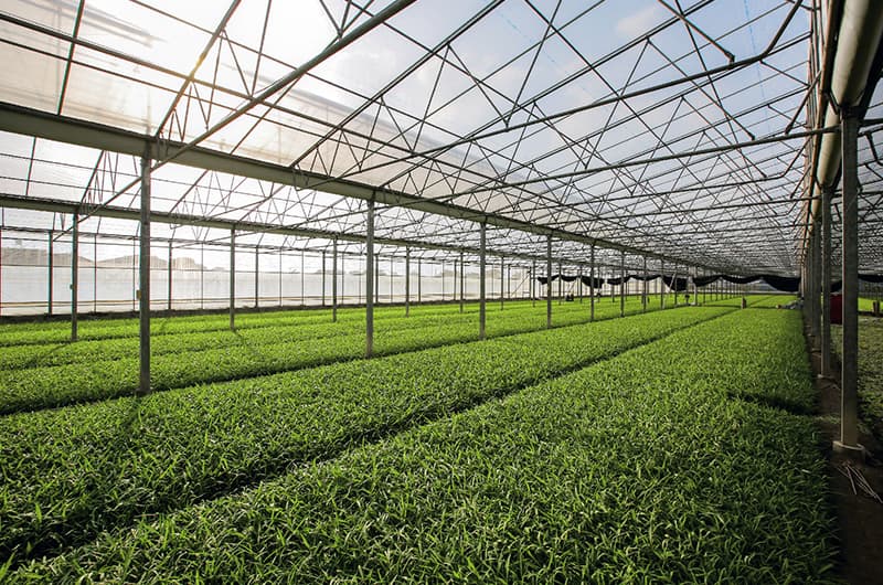 Greenhouse agriculture, digital agriculture, intelligent monitoring, CO2 sensor