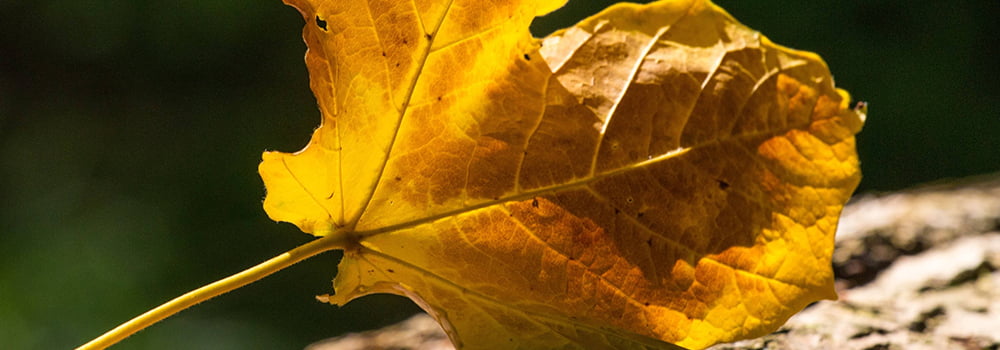 Dry Autumn: Master Indoor Temperature and Humidity for Health and Comfort