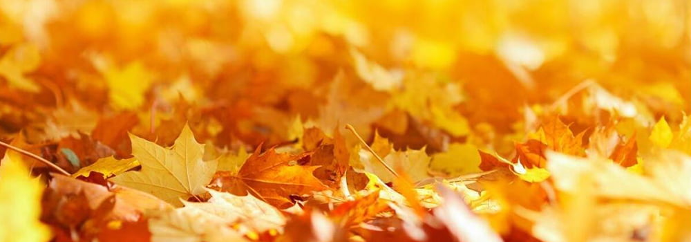 Autumn Indoor Humidity Adjustment and Health