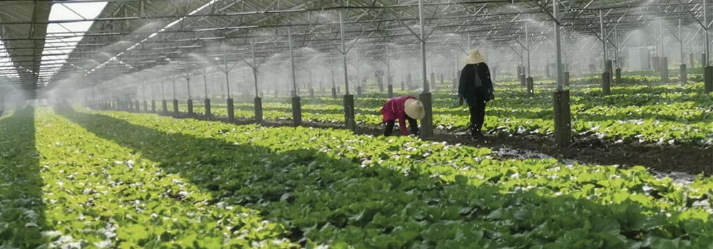 Applications of all-in-one gas sensors in various fields